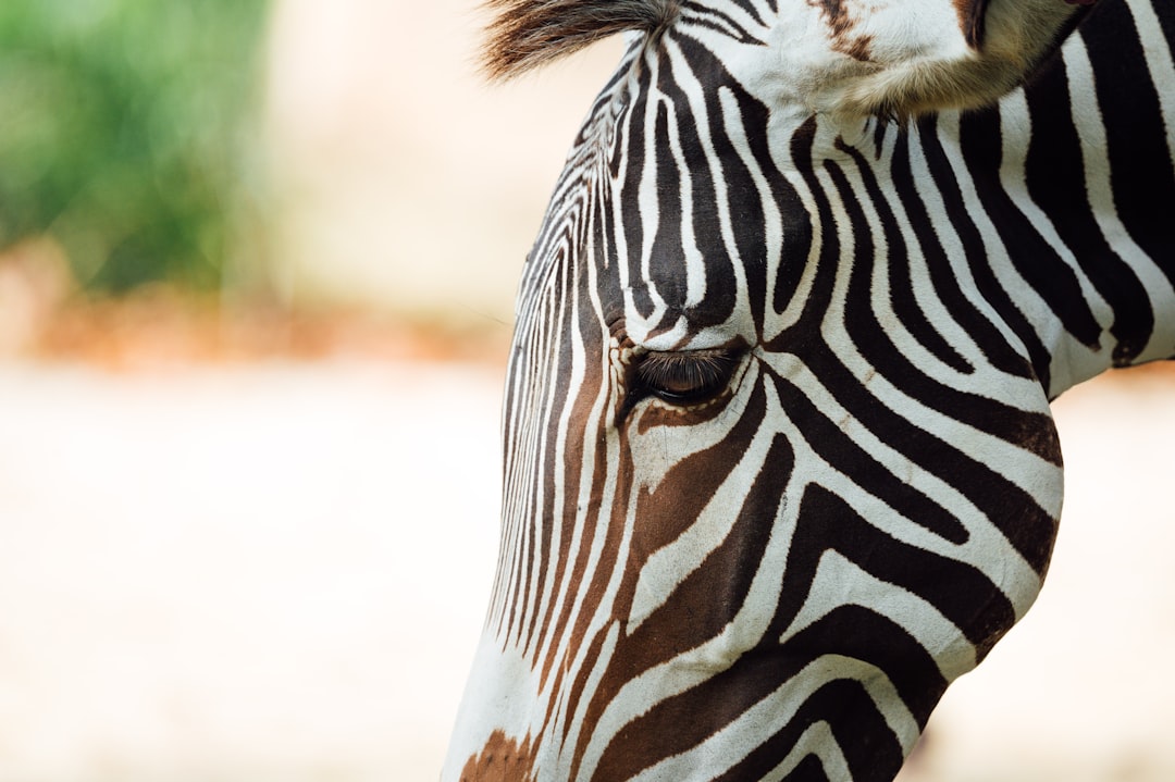 zebra in close up photography during daytime