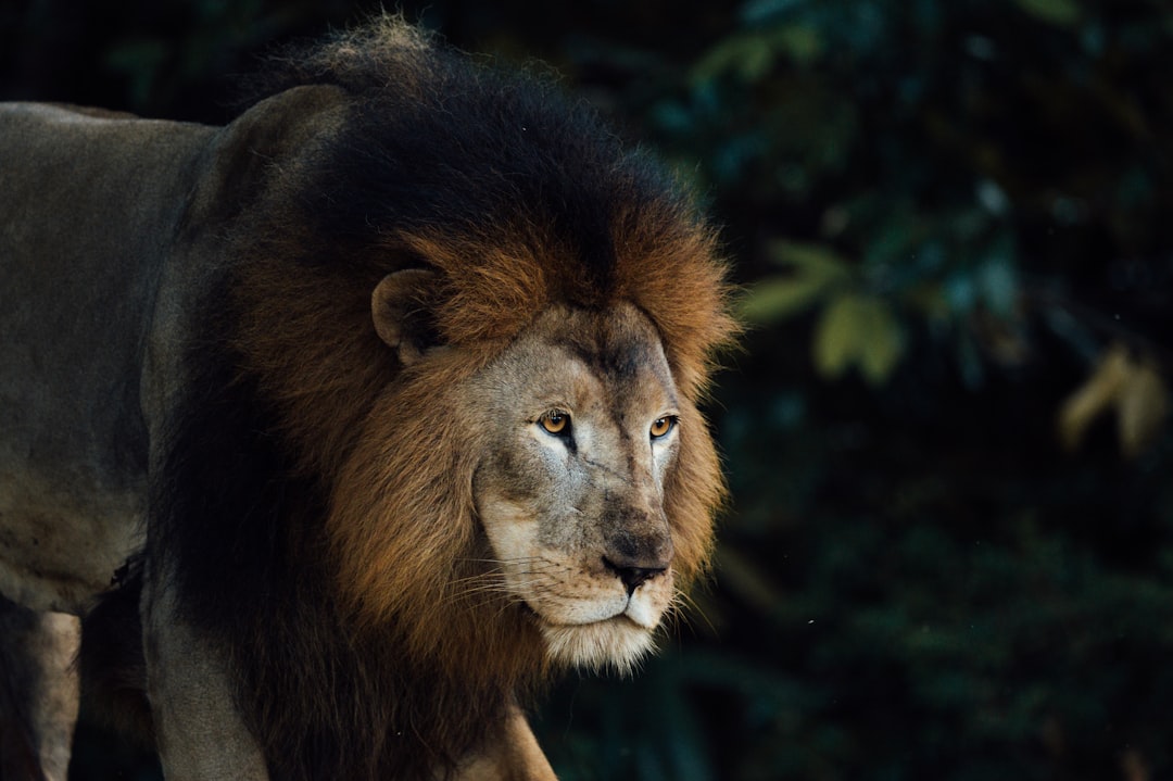 lion in green grass during daytime