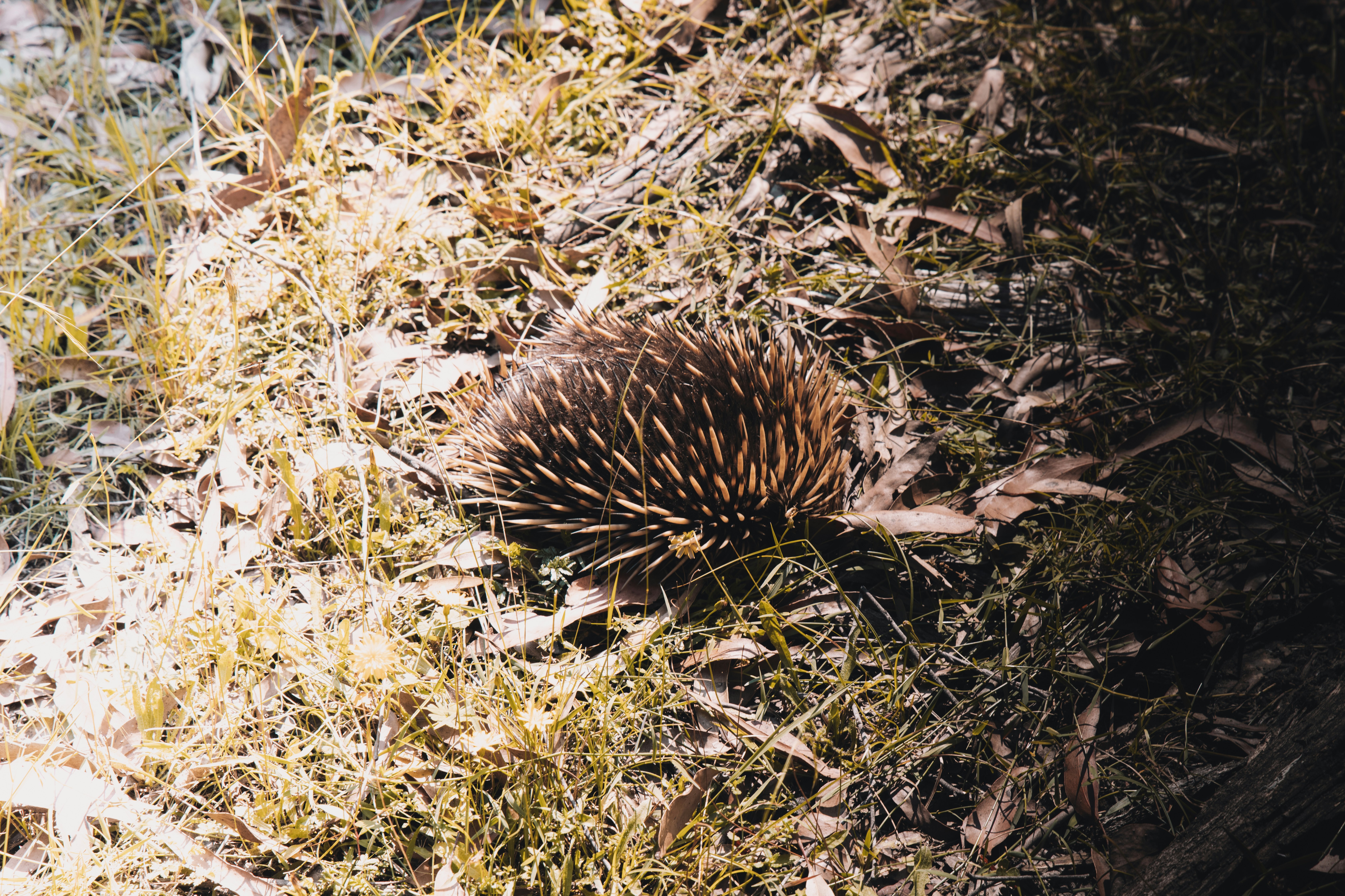 The Echidna A Prickly Enigma (image credits: unsplash)