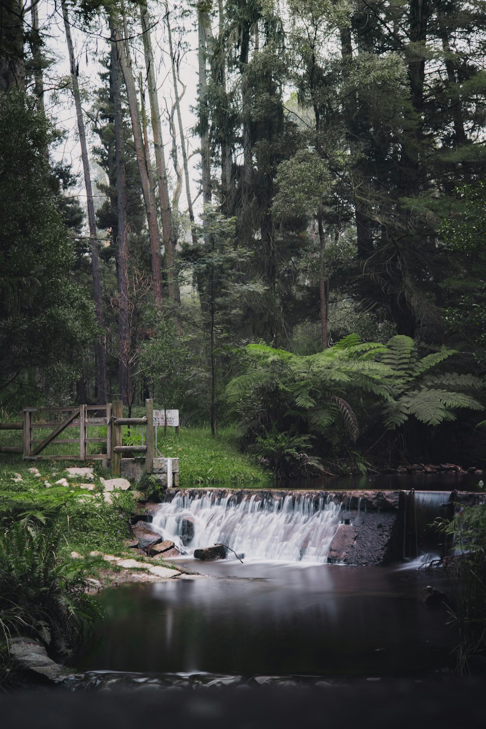 water falls in the middle of green trees