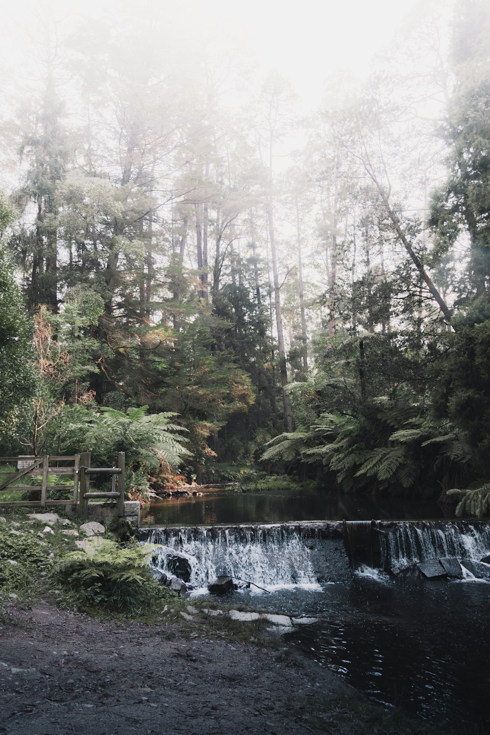 green trees near river during daytime