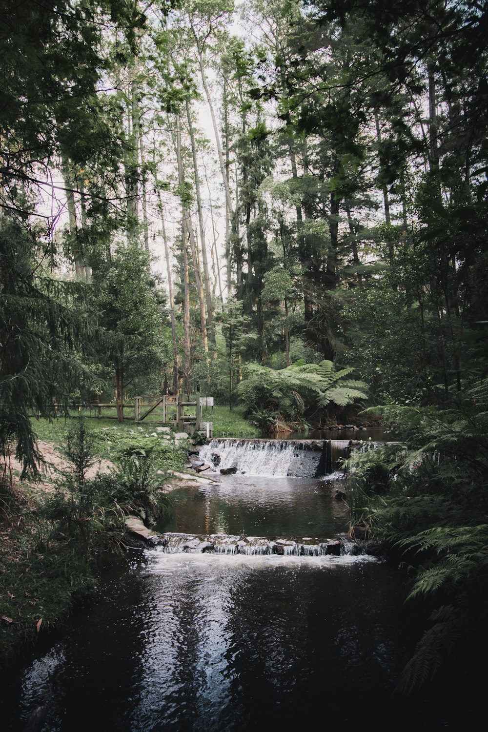 green trees beside river during daytime