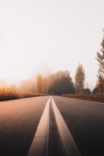 gray concrete road between trees during daytime