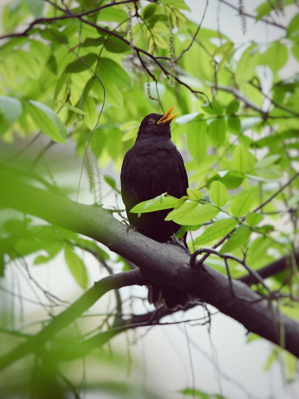 昼間、木の枝にとまる黒い鳥