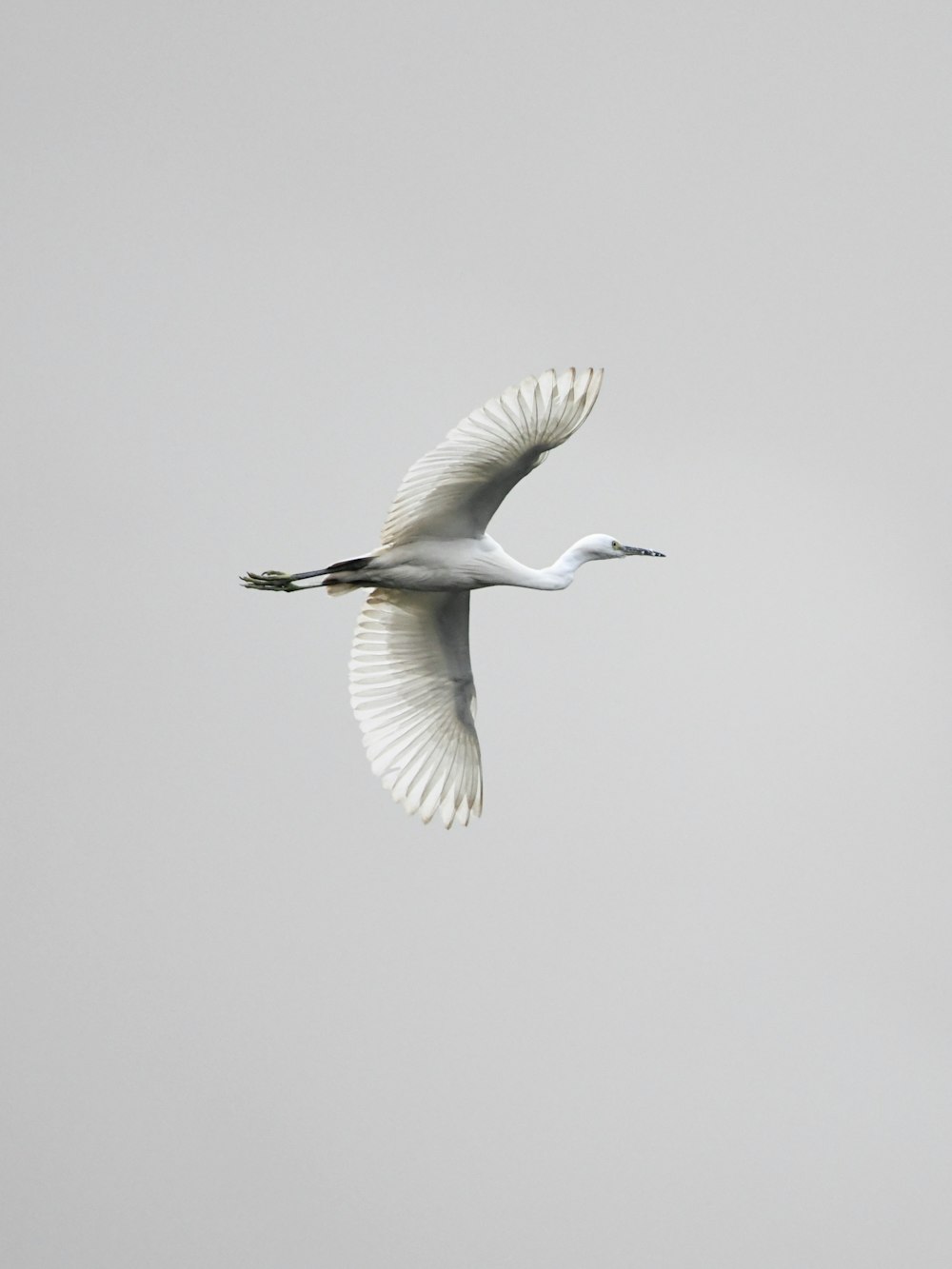 white bird flying on mid air