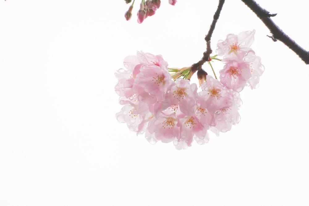 pink cherry blossom in close up photography