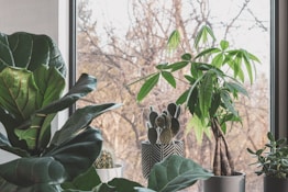 green plant near glass window