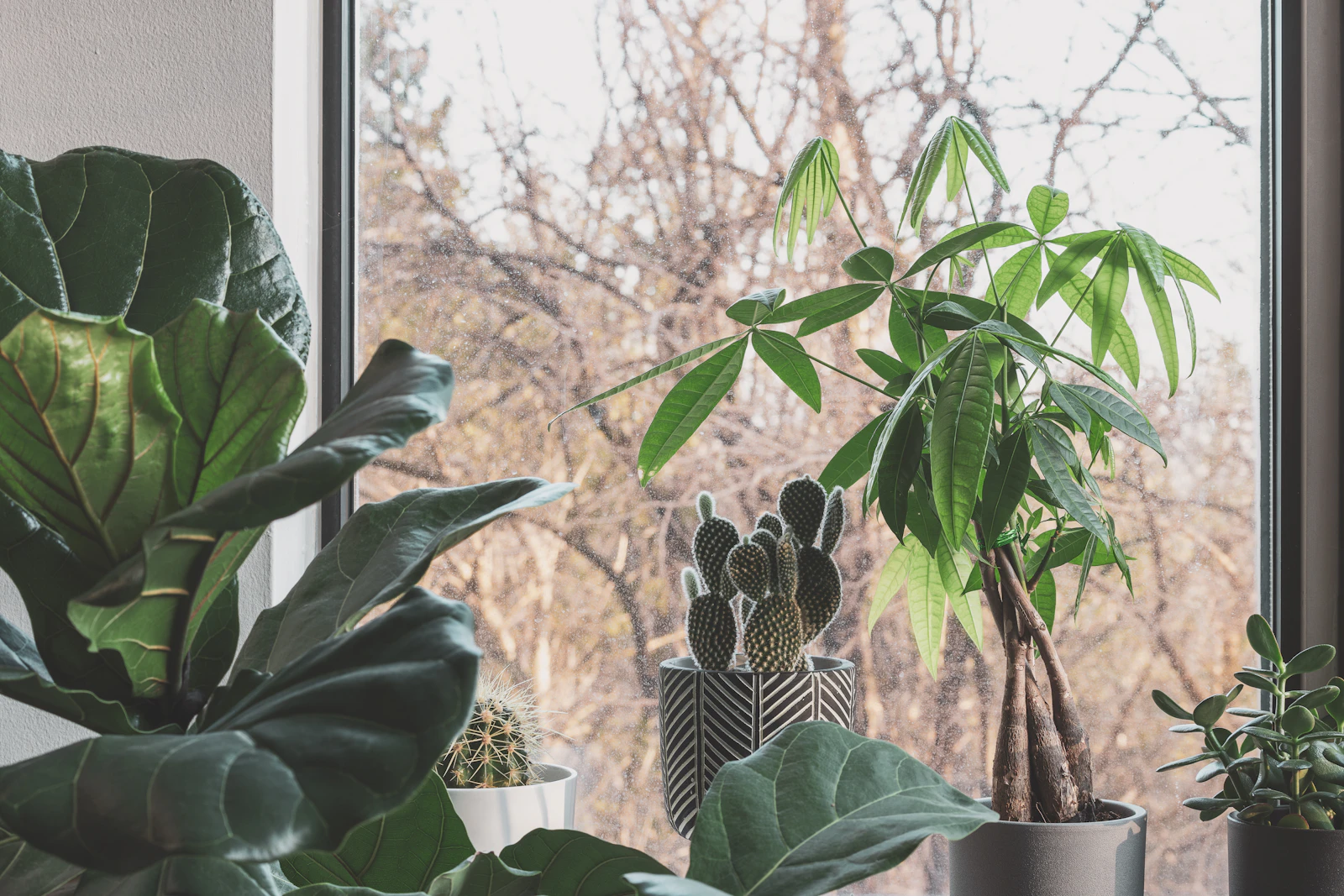 A cluster of potted green houseplants arranged on a quiet windowsill with soft, muted natural light behind them
