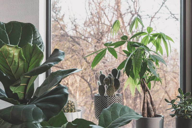 A green houseplant by a softly lit window — evoking a calm, grounded therapeutic environment.