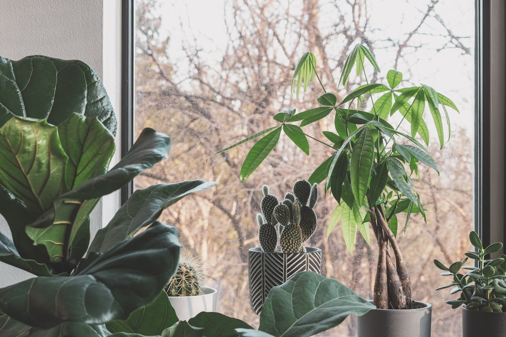 green plant near glass window