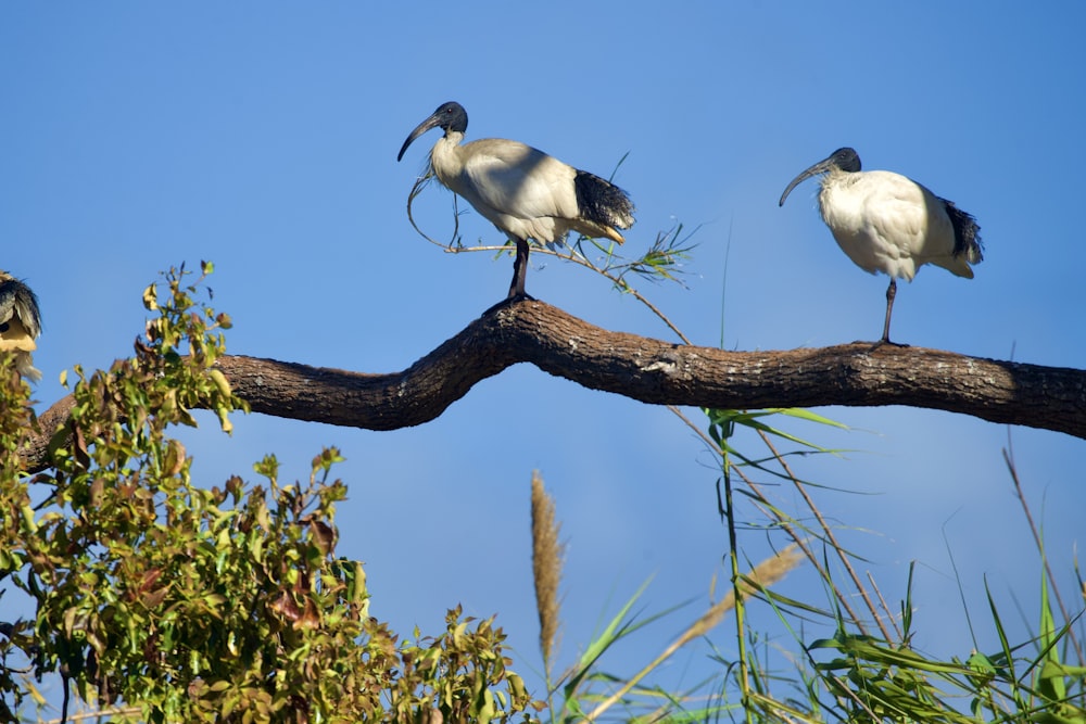 white and black bird on brown tree branch during daytime