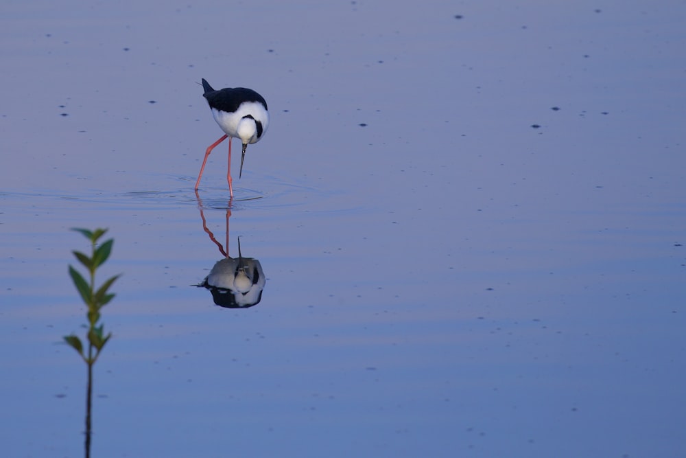 black and white bird on water during daytime