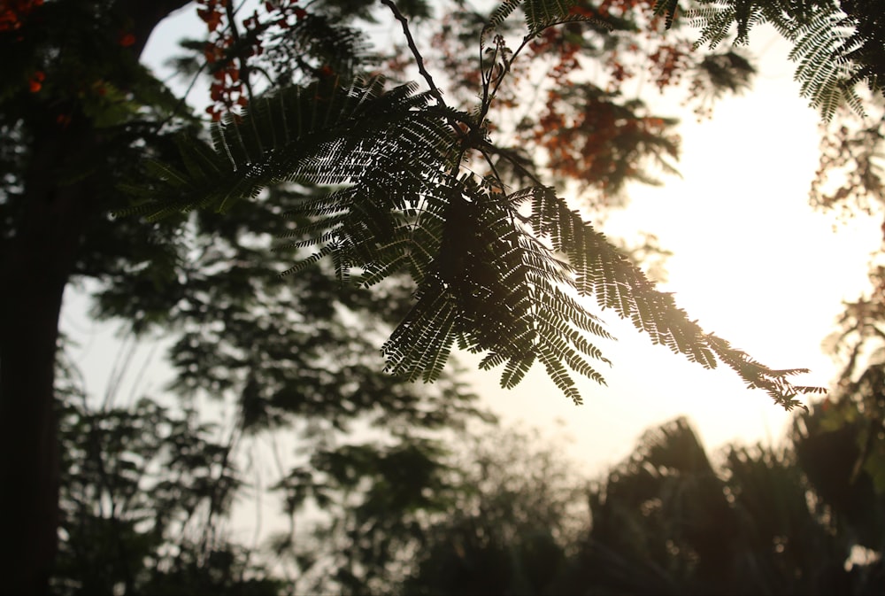 green leaves in tilt shift lens