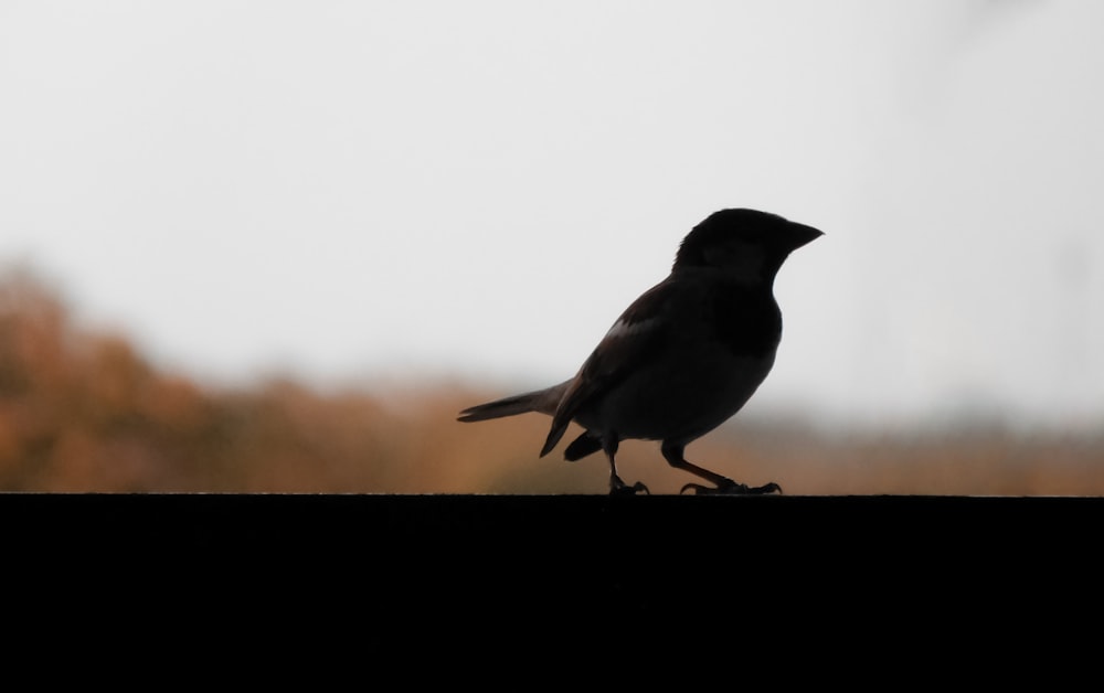 uccello nero sul ramo marrone dell'albero