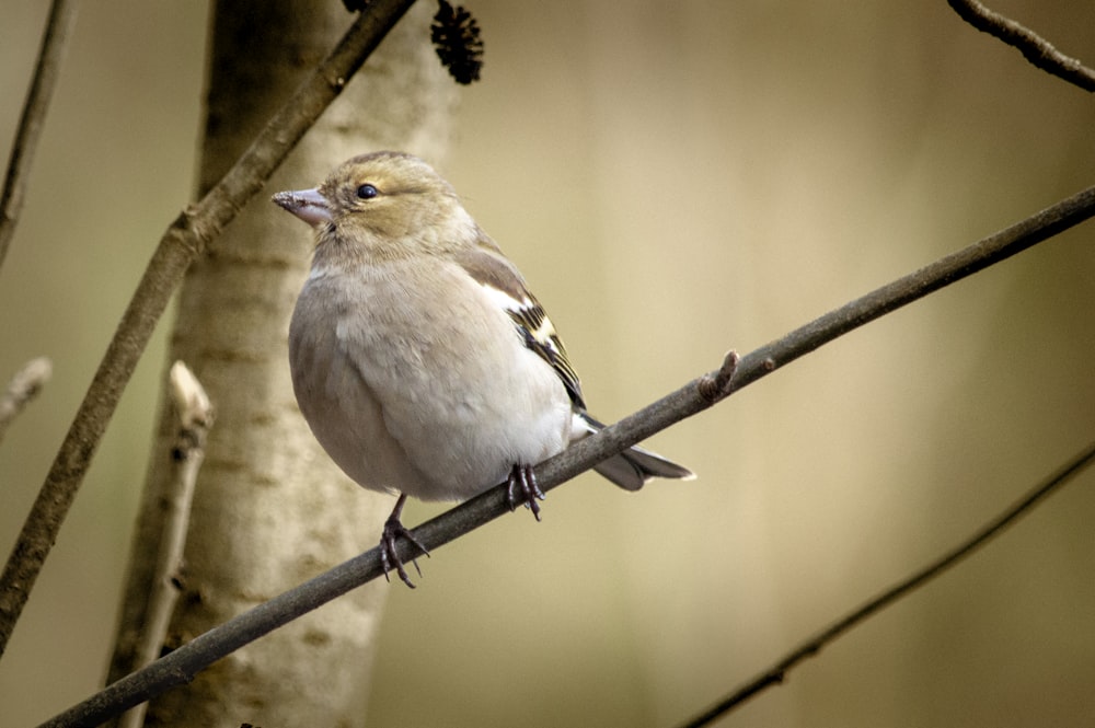 weißer und brauner Vogel auf schwarzem Draht