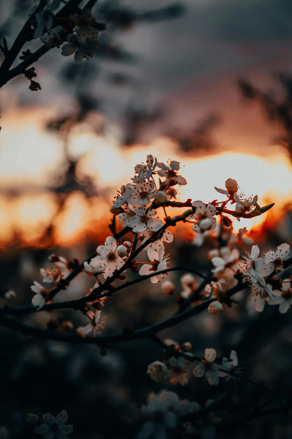 white cherry blossom in close up photography