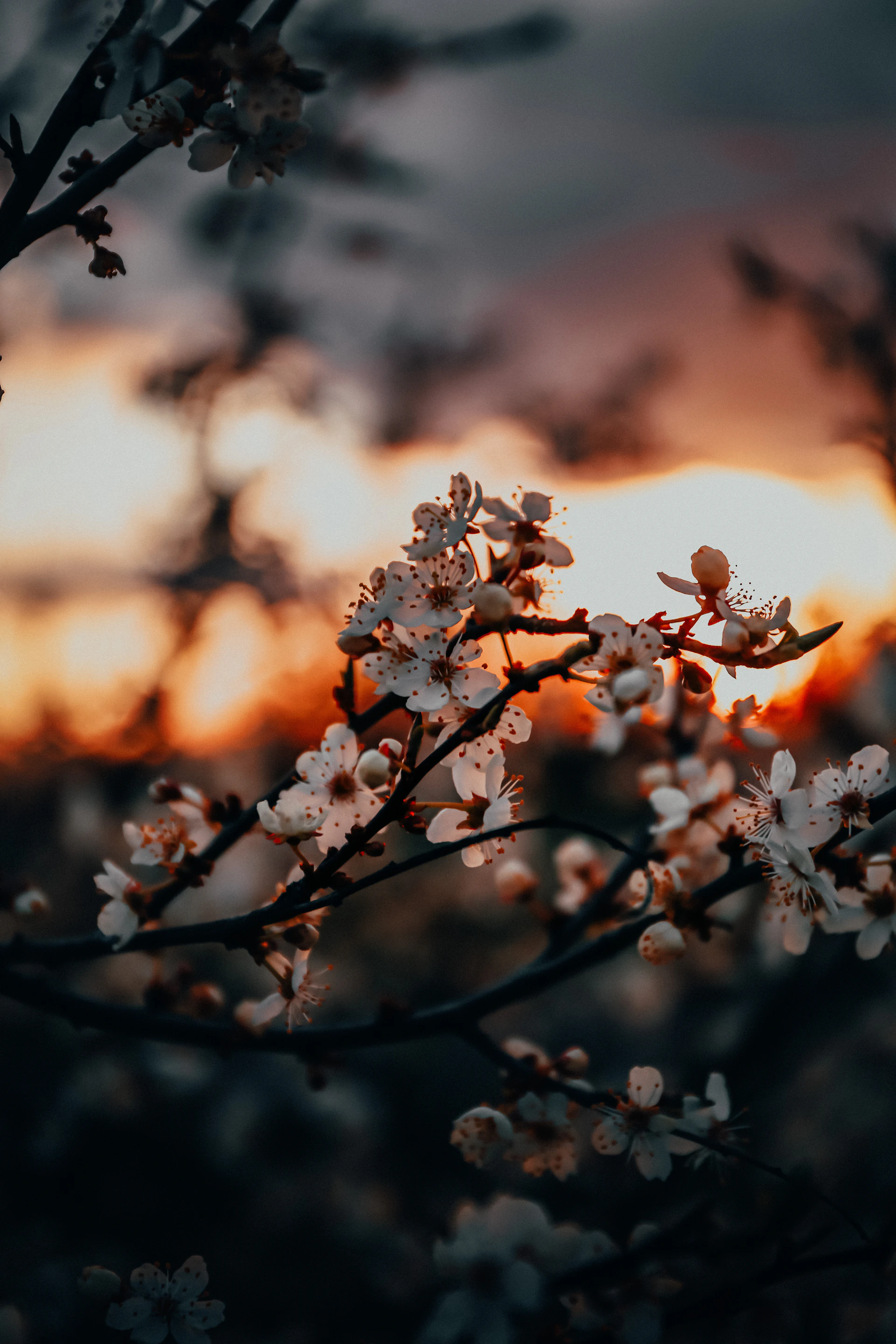 white cherry blossom in close up photography