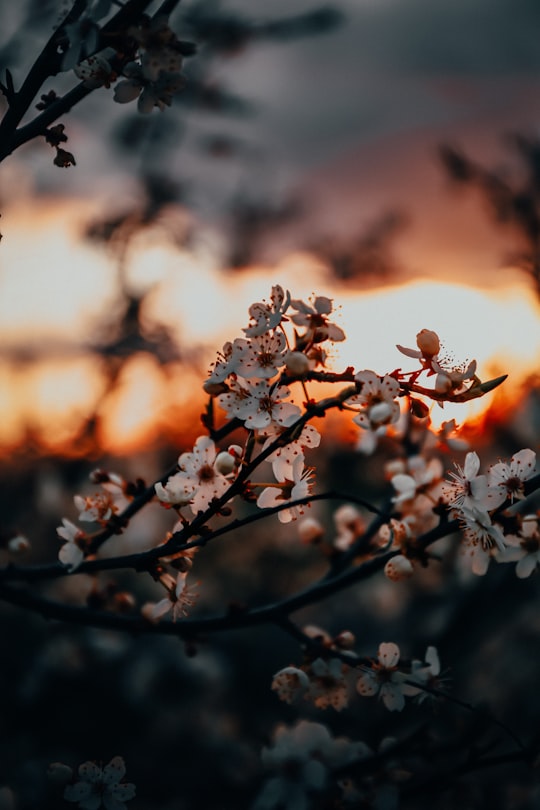 white cherry blossom in close up photography in Riga Latvia