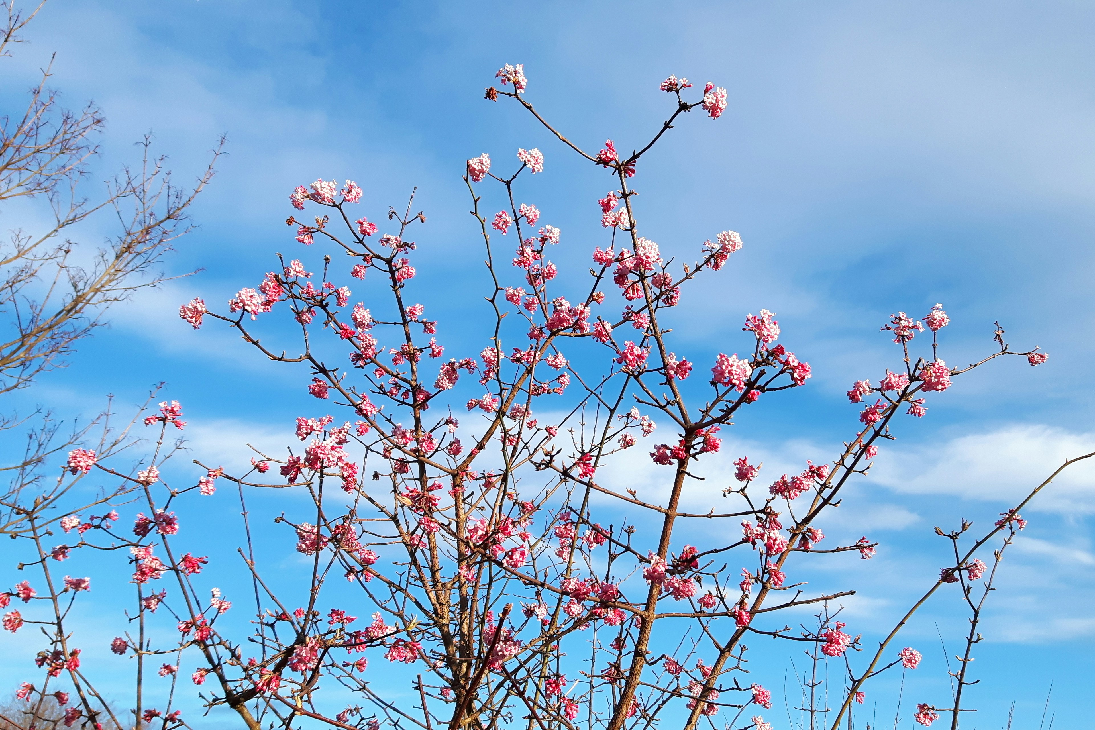 red and white flowers under blue sky during daytime
