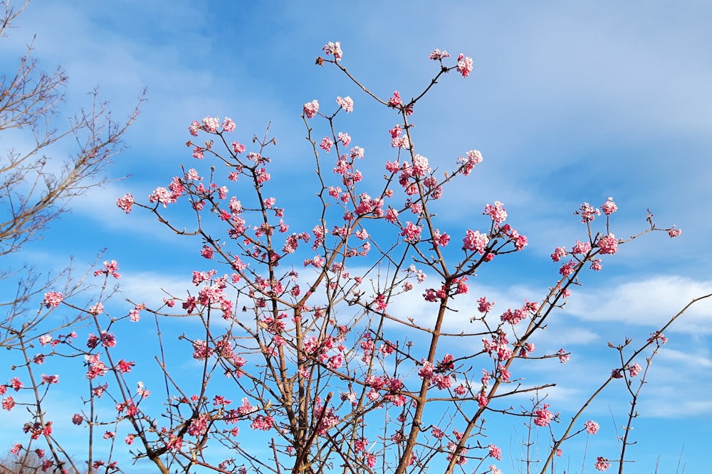 red and white flowers under blue sky during daytime
