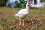 white duck on green grass field during daytime