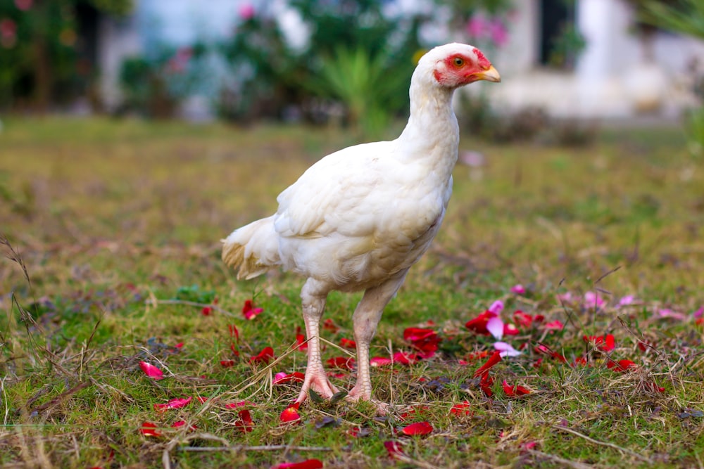 white duck on green grass field during daytime