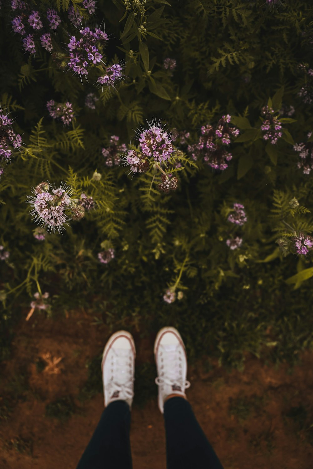 person wearing white sneakers standing on purple flower field during daytime