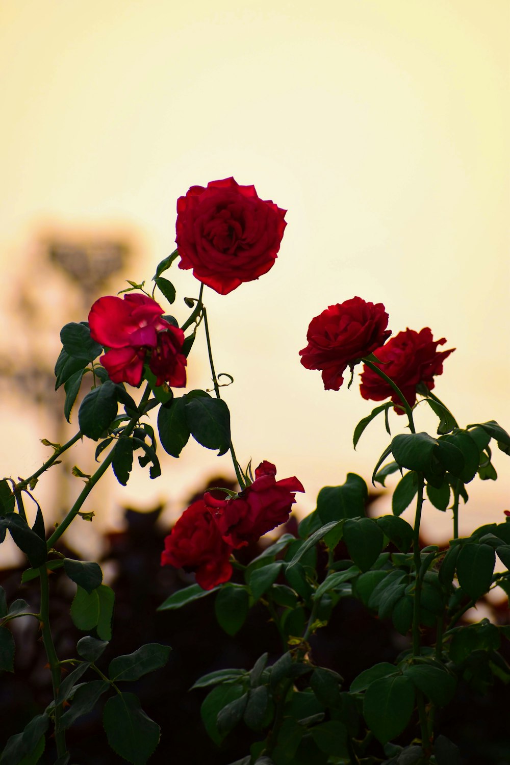 red roses in bloom during daytime