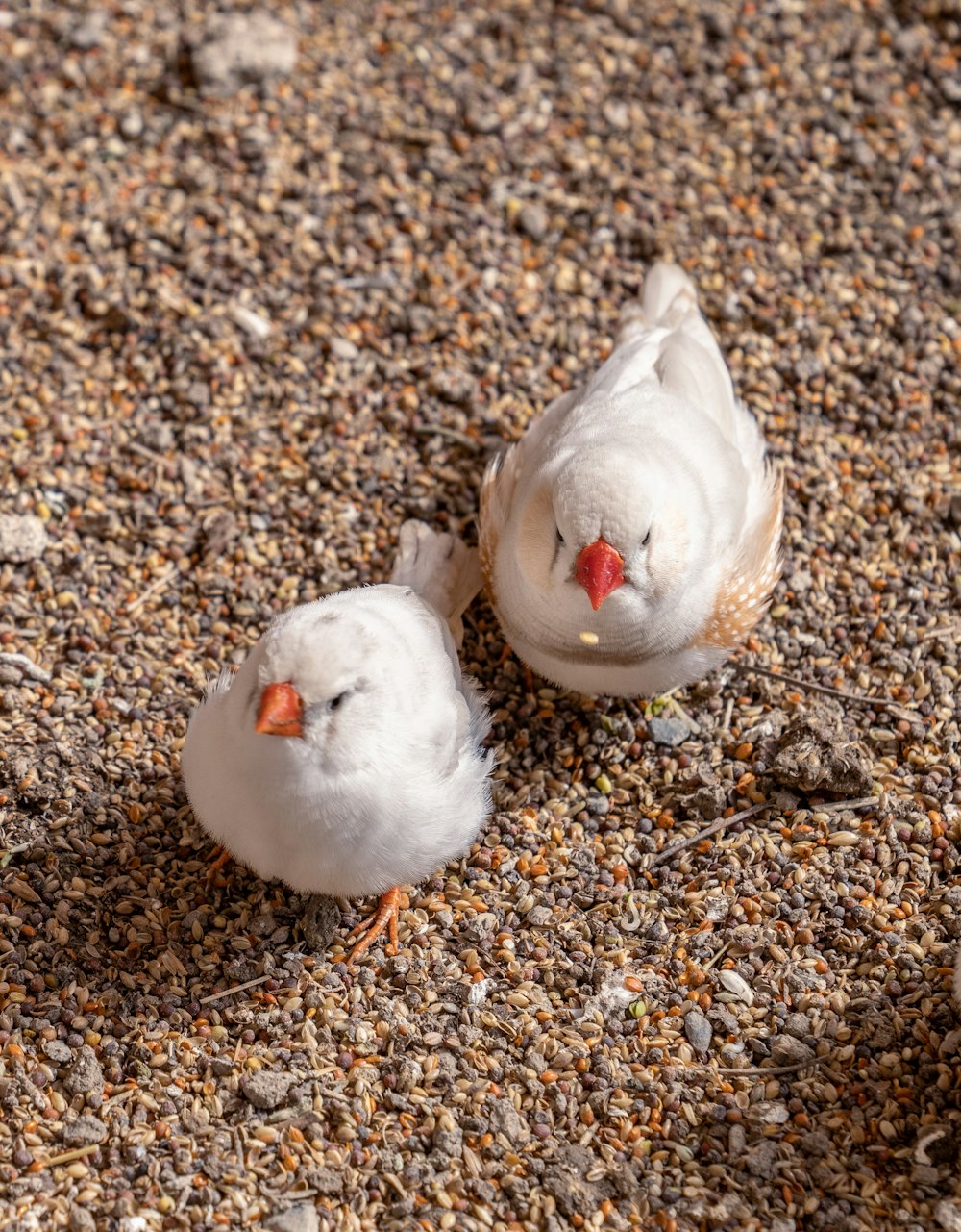 white dove on brown and black stones