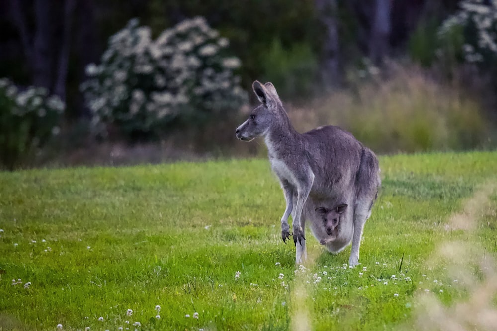 Graues Känguru tagsüber auf grünem Rasen