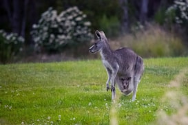 A kangaroo stands on a lush green field with a joey peeking out from its pouch. The background features soft-focus shrubs and trees.