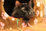 A black cat with bright, wide eyes peeks out from a cozy cat house adorned with pink and white paw patterns. The cat looks alert and curious, with ribbons visible near its head. The surface is wooden, adding a warm contrast to the soft textures.