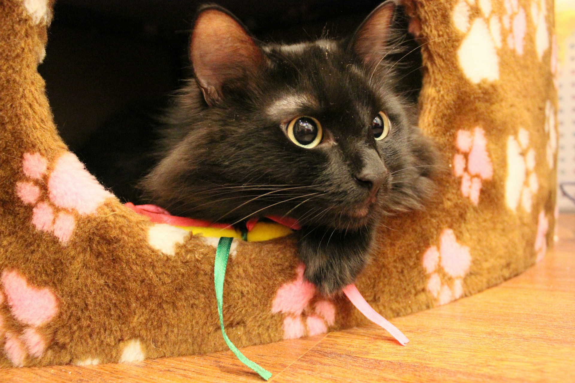 A black cat with bright, wide eyes peeks out from a cozy cat house adorned with pink and white paw patterns. The cat looks alert and curious, with ribbons visible near its head. The surface is wooden, adding a warm contrast to the soft textures.