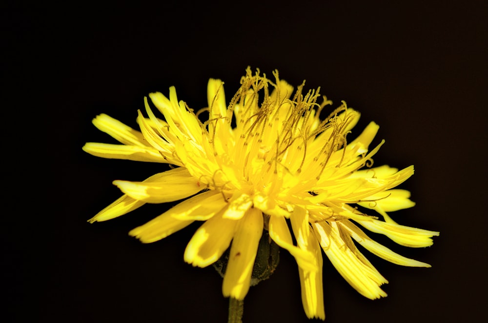 yellow flower in black background