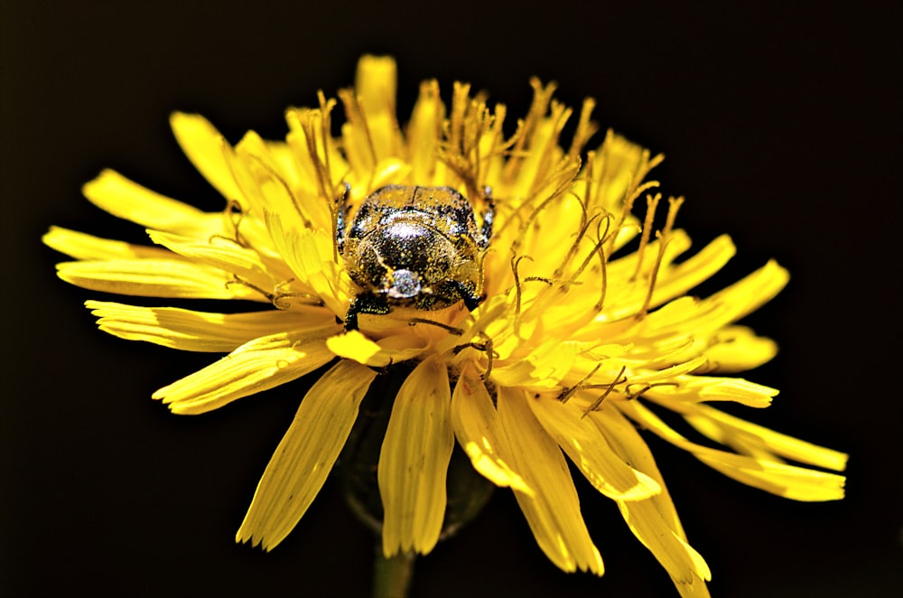 black and yellow bee on yellow flower