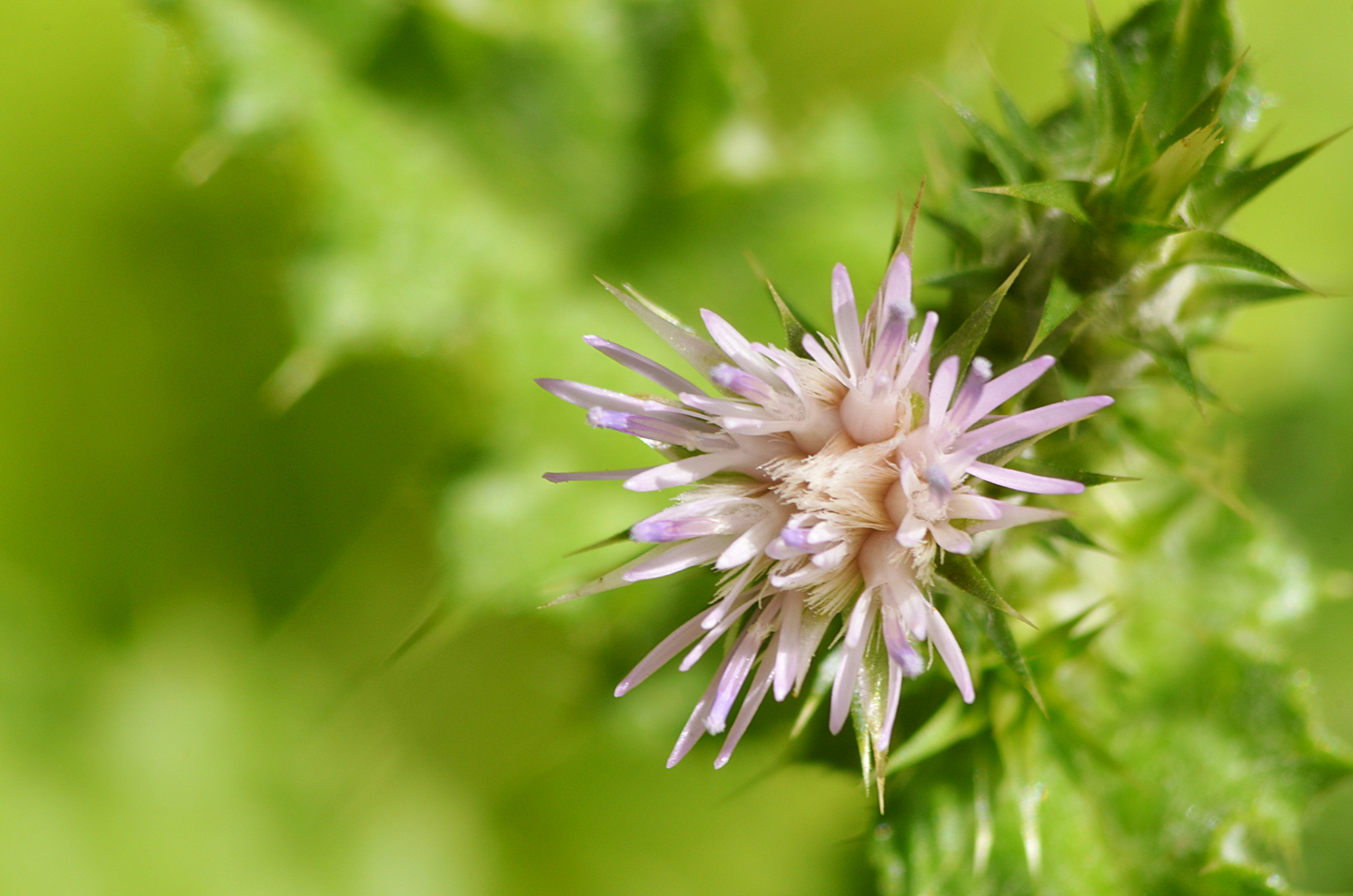 5 Herbal Remedies for Stress That Also Support Immunity