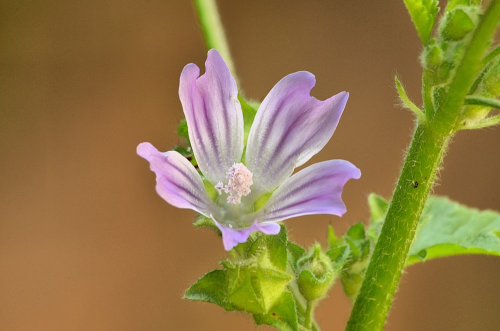 purple flower with green stem