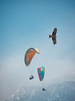black bird flying over the clouds during daytime