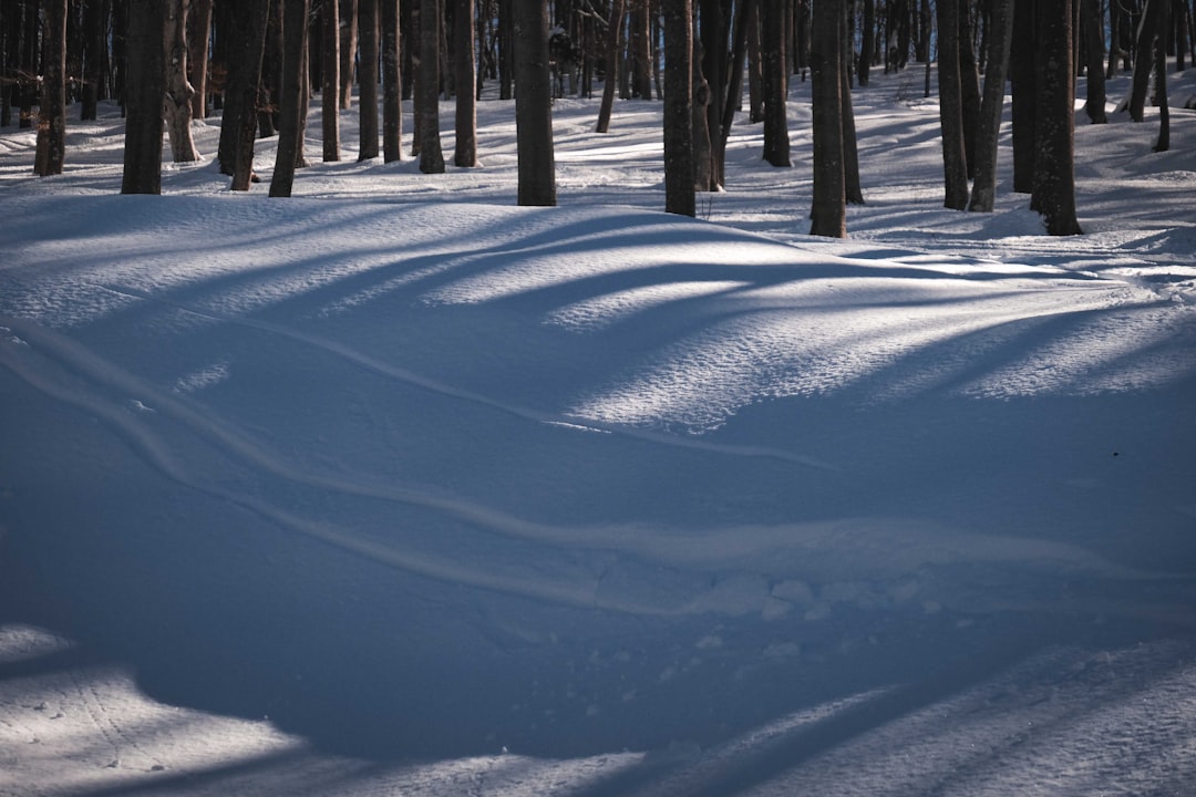 snow covered field with trees during daytime