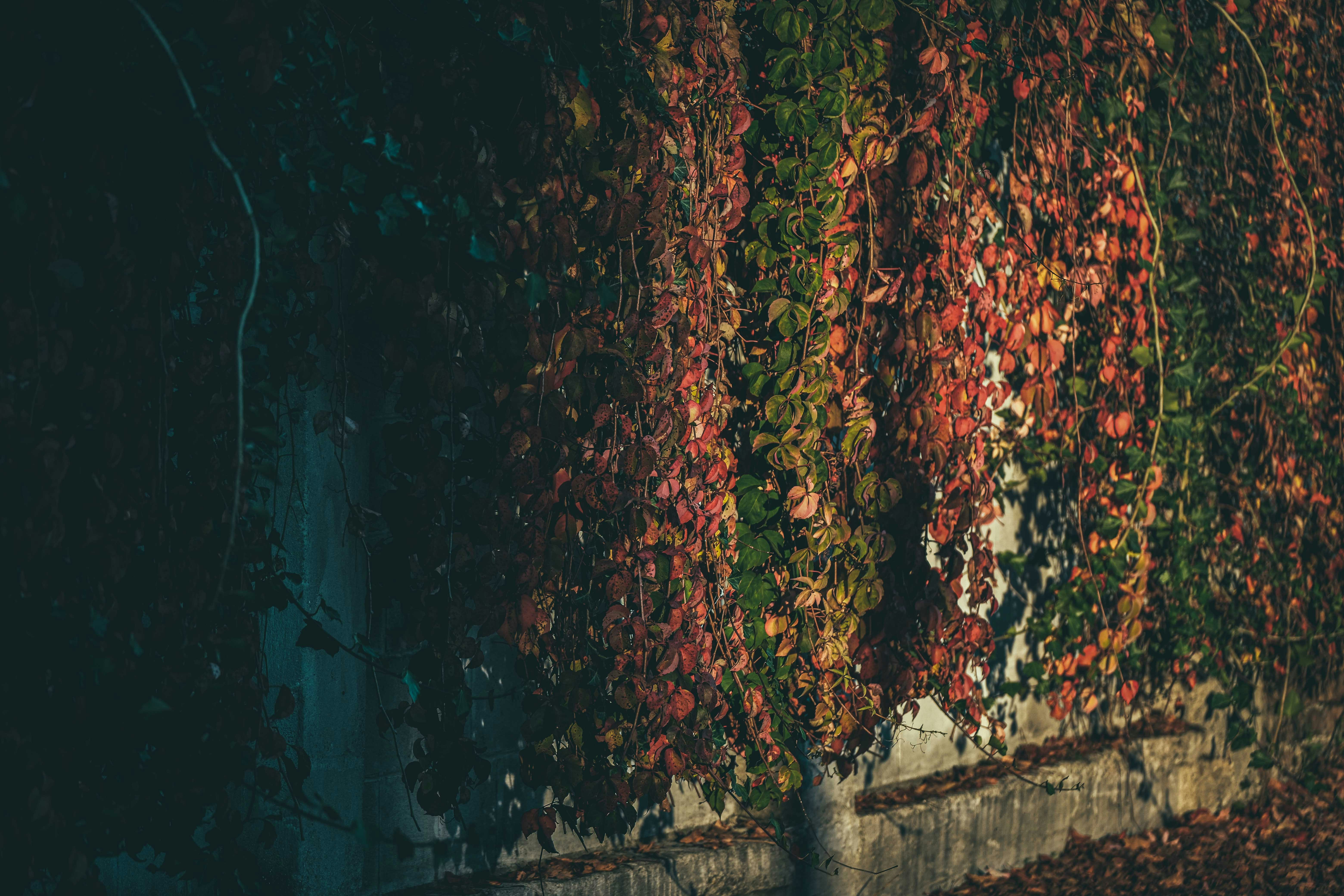 Photo by francesco_ungaro