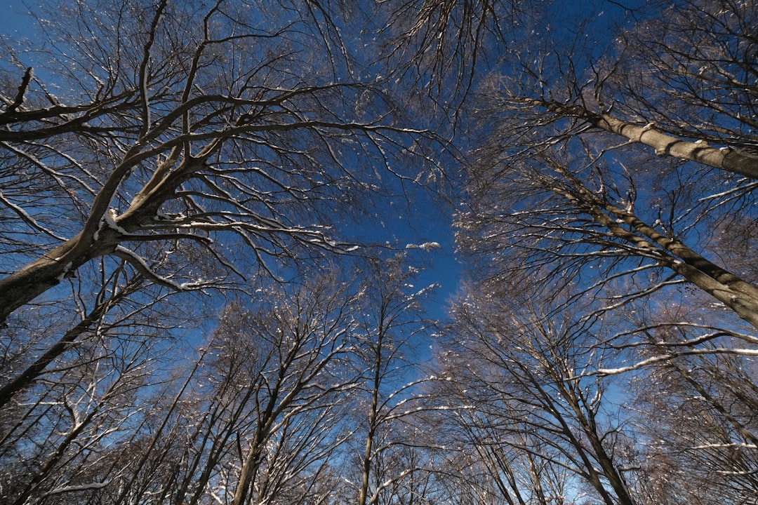 brown bare trees under blue sky during daytime