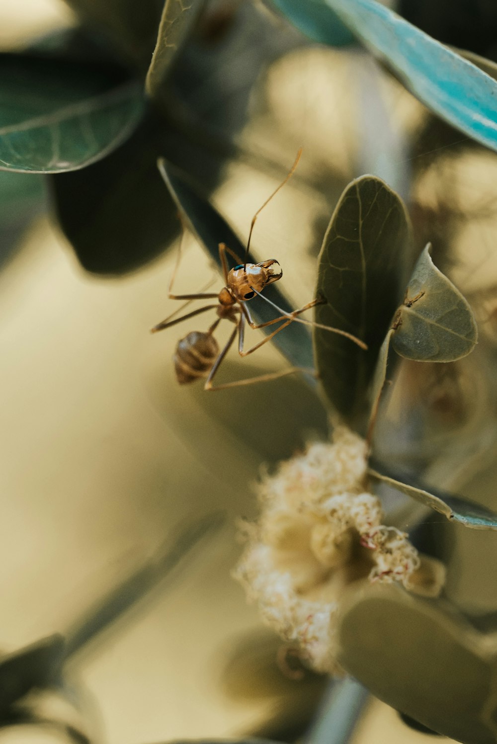 brown ant on white flower