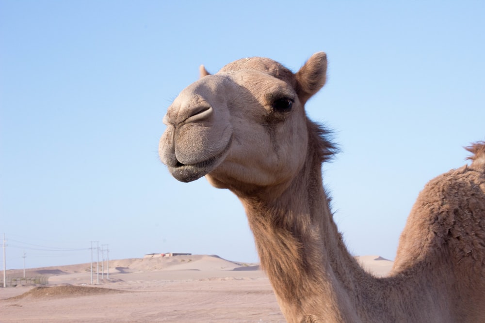 brown camel on desert during daytime