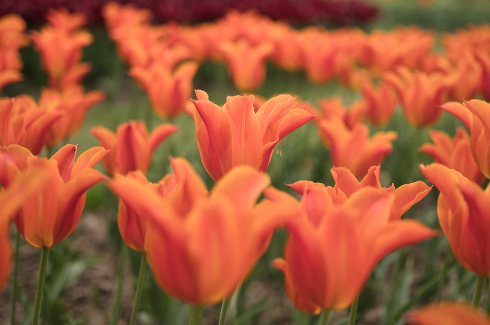 red tulips in bloom during daytime