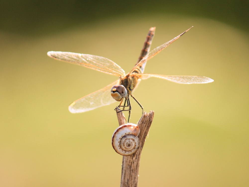 brown and black dragonfly on brown stick in close up photography during daytime