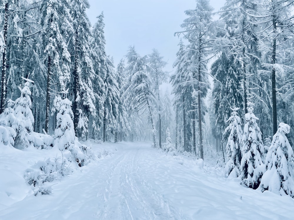 snow covered trees during daytime