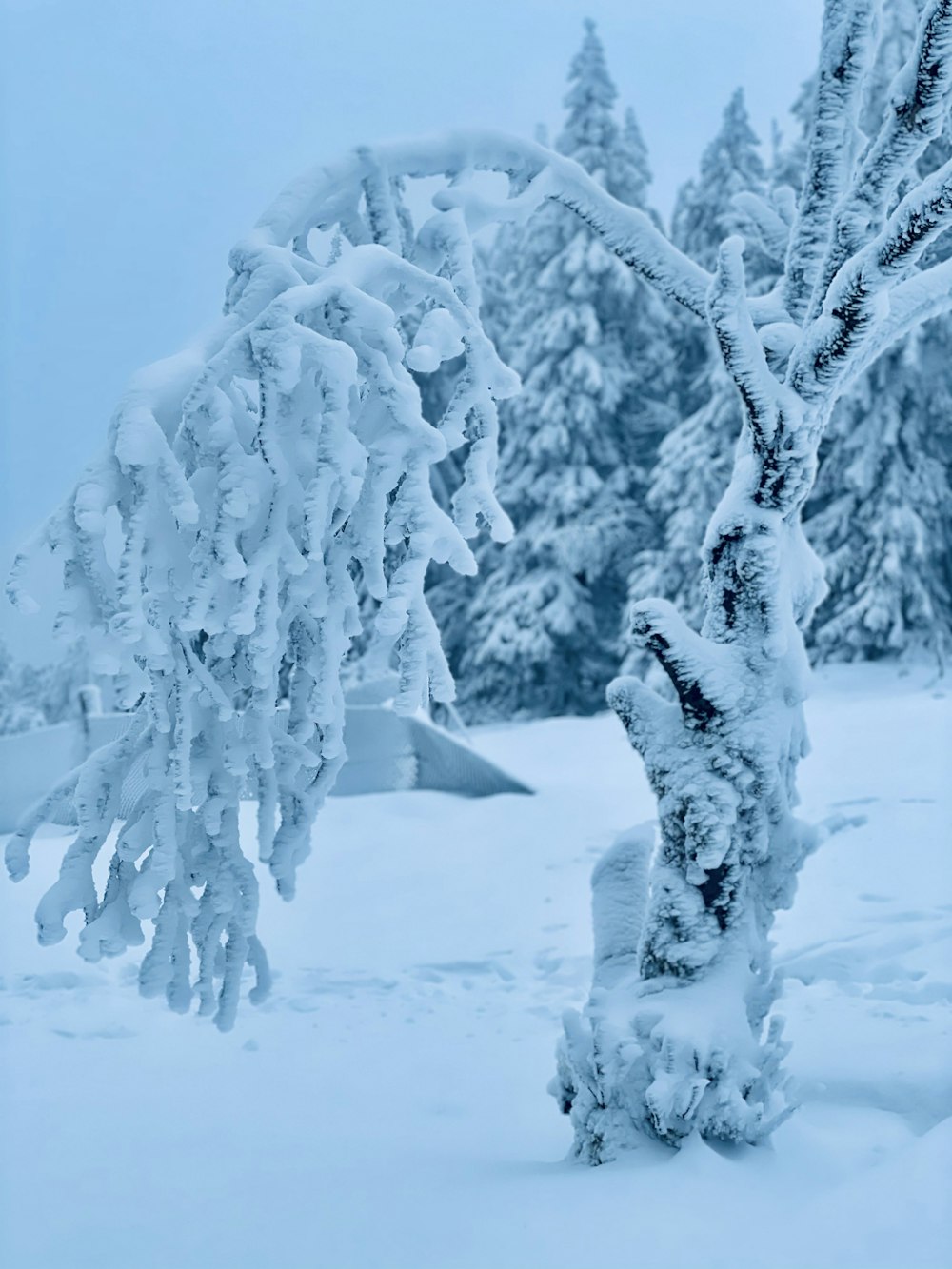 schneebedeckter Baum auf schneebedecktem Boden