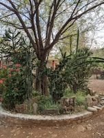 A serene backyard with a mix of native plants and decorative stones, highlighting natural beauty.