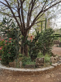 A serene garden setting featuring a tall tree surrounded by various succulent plants, including cacti, and a bush with pink flowers. Decorative stone carvings line the edge of a circular planter filled with grass. The background includes additional trees and a small building.