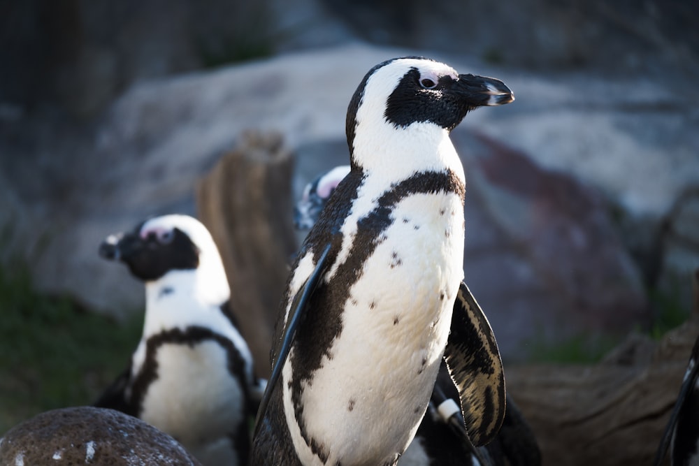 white and black penguin on gray rock